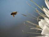 Abeille transportant du pollen vers une grande fleur blanche Photographie par Stephen St. John