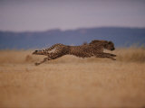 A Cheetah with Limbs Parallel to the Ground While in Full Sprint Fotografisk tryk af Chris Johns A Cheetah with Limbs Parallel to the Ground While in Full Sprint Fotografisk tryk af Chris Johns
