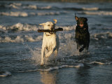 Labrador chocolat en train de pourchasser un Labrador sable tenant un bâton dans la gueule Photographie par Roy Toft