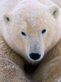 A Close View of a Polar Bear 写真プリント - ポール・ポール・ニックレン A Close View of a Polar Bear 写真プリント - ポール・ポール・ニックレン