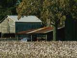 A Cotton Field Surrounds a Small Farm Lámina fotográfica A Cotton Field Surrounds a Small Farm Lámina fotográfica