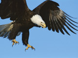 A Bald Eagle in Flight Photographie par Paul Nicklen