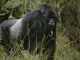 Gorille au dos argenté dans mes montagnes Virunga du Rwanda Photographie par Michael Nichols