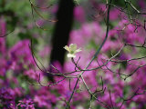 A Single Dogwood Blossom is Seen against a Colorful Background Fotografisk tryk af Stephen St. John A Single Dogwood Blossom is Seen against a Colorful Background Fotografisk tryk af Stephen St. John