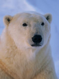 A Close View of a Polar Bear 写真プリント - ポール・ポール・ニックレン A Close View of a Polar Bear 写真プリント - ポール・ポール・ニックレン