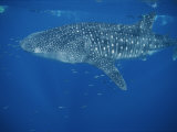 A Whale Shark in the Waters off Western Australia Photographic Print by Brian J. Skerry