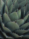 Close View of an Agave Plant Impressão fotográfica por Michael Melford Close View of an Agave Plant Impressão fotográfica por Michael Melford