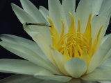Damselfly on a Water Lily Flower Photographic Print by Sam Abell