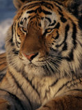 Marc Moritsch - A Close View of a Proud Siberian Tiger - Fotografik Baskı Marc Moritsch - A Close View of a Proud Siberian Tiger - Fotografik Baskı