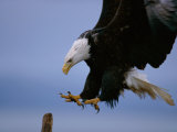 An American Bald Eagle Brakes for a Landing Photographic Print by Paul Nicklen
