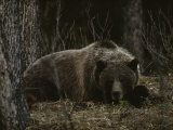 Grizzly Bear (Ursus Arctos Horribilis) Lying Down in the Woods Photographie par Michael S. Quinton