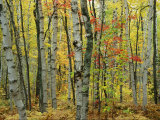An Autumn View of a Birch Forest in Michigans Upper Peninsula Fotografie-Druck von Medford Taylor