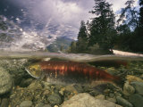 Spawning Sockeye Salmon in a Shallow Channel Photographic Print by Paul Nicklen