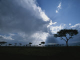 Sun rays break through clouds over acacia trees on an African plain Láminas por Roy Toft Sun rays break through clouds over acacia trees on an African plain Láminas por Roy Toft