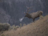 Elk or Wapiti Bull on a Hillside in Yellowstone National Park Photographic Print by Raymond Gehman