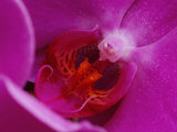 A Close View of the Inside of a Moth Orchid Photographic Print by George F. Mobley