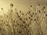 Plants Encased in Ice 写真プリント - サム・エイベル