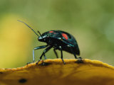 An Australian Ladybug Crawls Along the Edge of a Leaf Photographic Print by Roy Toft