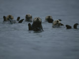 A Group of Sea Otters, Enhydra Lutris, Rest on the Surface of the Sea Photographic Print by Karen Kasmauski
