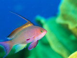 A scalefin anthias fish, Anthias squamipinnis Lámina fotográfica por Tim Laman A scalefin anthias fish, Anthias squamipinnis Lámina fotográfica por Tim Laman