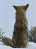 A Coyote Sitting in the Snow Looking out over a White Landscape Photographic Print by Tom Murphy