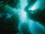 View of Giant Kelp Forest with Surface Sunlight Photographic Print by Tim Laman