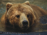 Gros plan d'un ours Kodiak en train de nager Photographie