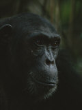 Portrait of chimpanzee in the Mahale Mountains National Park 写真プリント - マイケル・ニコルズ