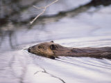 Beaver Swimming in the Sheenjek River Fotografie-Druck von George F. Mobley