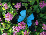 A Ulysses Butterfly, Native to Australia, Lands on Some Pink Flowers Photographic Print by Roy Toft