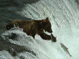 A Grizzly Bear Fishes in the Middle of a Waterfall Photographic Print by Paul Nicklen
