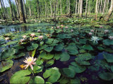Fragrant Water Lilies Cover a Virginia Swamp Photographic Print