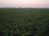 Early Morning Mist over Soybean Fields in Indiana Photographic Print by Brian Gordon Green