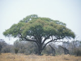 Two giraffes stand in the shade of a large acacia tree Arte por Beverly Joubert Two giraffes stand in the shade of a large acacia tree Arte por Beverly Joubert