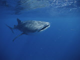 A Whale Shark in the Waters off Western Australia Photographic Print by Brian J. Skerry