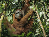 An adult male orangutan in his perch on a rain forest tree Lámina fotográfica