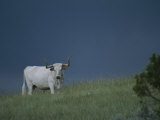 A Longhorn Steer, Part of a Small Herd Roaming Park Grasslands Photographic Print by Michael Melford