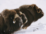 Nahaufnahme dreier im Schnee stehender Moschusochsen Fotografie-Druck von George F. Mobley