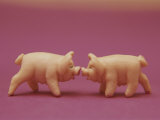Deux cochons en pâte d'amande nez à nez, porte-bonheur Photographie par Roy Gumpel