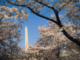 Japanese Cherry Blossoms Frame a View of the Washington Monument Photographic Print