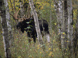 Un alce (Alces alces americana) con una cornamenta espectacular Lámina fotográfica por Annie Griffiths Belt Un alce (Alces alces americana) con una cornamenta espectacular Lámina fotográfica por Annie Griffiths Belt