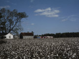A Cotton Field Surrounds a Small Farm Lámina fotográfica A Cotton Field Surrounds a Small Farm Lámina fotográfica