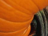 A Close View of the Stem End of a Pumpkin Photographic Print by Raul Touzon