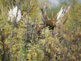 A Moose Peers Through Foliage in Denali National Park Photographic Print by Paul Nicklen