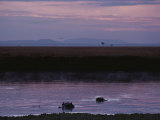 Hippopotamuses Swimming at Twilight Lámina fotográfica por Jodi Cobb Hippopotamuses Swimming at Twilight Lámina fotográfica por Jodi Cobb