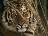 A Captive Tiger Shows a Formidable Expression Photographic Print by Roy Toft