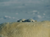 Two Juvenile Polar Bears Peak over Their Mothers Back 写真プリント - ポール・ポール・ニックレン Two Juvenile Polar Bears Peak over Their Mothers Back 写真プリント - ポール・ポール・ニックレン