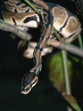 A Ball Python in a Tree Photographic Print by Taylor S. Kennedy
