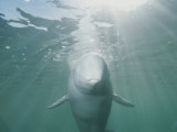 Underwater Portrait of a Beluga Whale Bathed in Rays of Sunlight Photographic Print by Brian J. Skerry