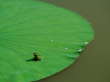 Frog on a Lily Pad Photographic Print by James P. Blair